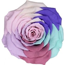 Malzeme Dekoratif Solmayan Gül LL Rnbw Pin  (İthal-6 adet-6,5 cm)