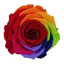 Malzeme Dekoratif Solmayan Gül LL Rnbw Red (İthal-6 adet-6,5 cm)
