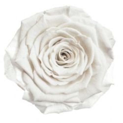 Malzeme Dekoratif Solmayan Gül Xl Whi-01  (İthal-6 adet-6,5 cm)
