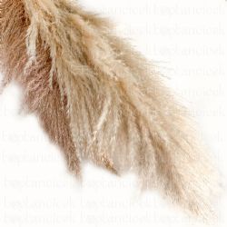 Malzeme Dekoratif Süs Pampas (10 Dal - 120 cm)