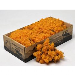Malzeme Yosun İthal Leacobryum  Orange (500 Gr-1 kutu)