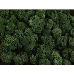Malzeme Yosun İthal Leacobryum Reindermoss Donkergroen Koyu Yeşil (1 kutu-5 KG)