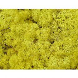 Malzeme Yosun İthal Leacobryum Reindermoss Geel Sarı (1 kutu-500 GR)