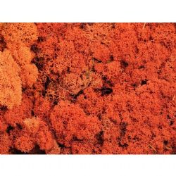 Malzeme Yosun İthal Leacobryum Reindermoss Oranje Turuncu (1 kutu-500 GR)