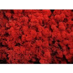 Malzeme Yosun İthal Leacobryum Reindermoss Rood Kırmızı (1 kutu-4kg)