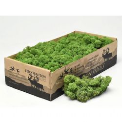 Malzeme Yosun İthal Reindeer Moss Medium Green (500 Gr-1 kutu)