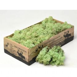 Malzeme Yosun İthal Reindeer Moss Mint Green (500 Gr-1 kutu)