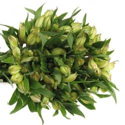Yerli Alstroemeria Beyaz (5 Dal)