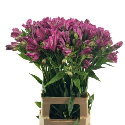Yerli Alstroemeria Fuşya (5 Dal)