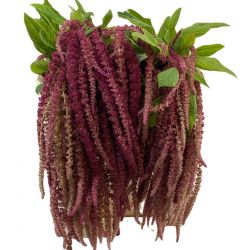 Yerli Amaranthus Bordo (5 dal)