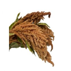 Yerli Amaranthus Dik - Kahve (5 dal)