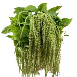 Yerli Amaranthus Yeşil (5 dal)