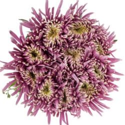 Yerli Anastasia Baltazar (10 dal)