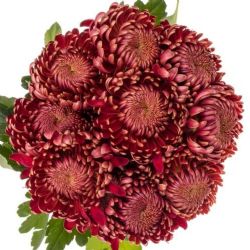 Yerli Anastasia Bigoudi Red (10 dal)