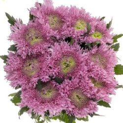 Yerli Anastasia Etrusko (10 dal)