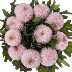 Yerli Anastasia Momoko (10 Dal)