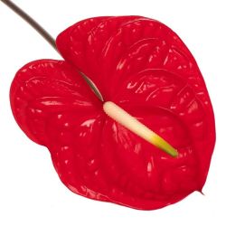 Yerli Anthurium Bordo (16 dal)