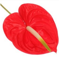 Yerli Anthurium Kırmızı (12 dal)