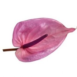 Yerli Anthurium Lila (16 dal)