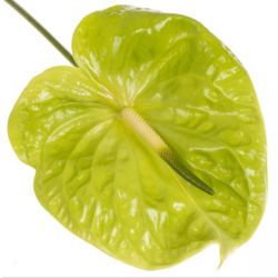 Yerli Anthurium Yeşil (16 dal)
