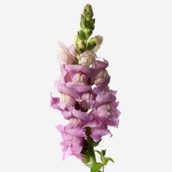 Yerli Aslanağzı Lila (Antirrhinum - 10 Dal)