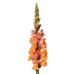 Yerli Aslanağzı Oranj (Antirrhinum - 5 Dal)