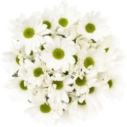 Yerli Biçme Beyaz Salinas (5 Demet-25 Dal) KIRIMSIZ