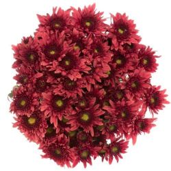 Yerli Biçme Bordo (5 Demet-25 Dal)