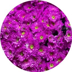 Yerli Biçme Boyalı Fuşya ( 5 demet 25 dal)