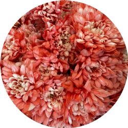 Yerli Biçme Boyalı Kırmızı (5 demet-25 Dal)