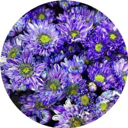 Yerli Biçme Boyalı Lila (5 Demet-25 Dal)