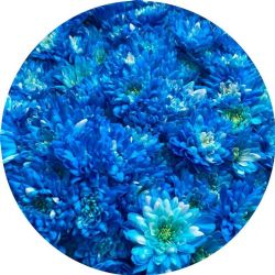 Yerli Biçme Boyalı Mavi ( 1 demet-10 dal)