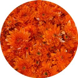 Yerli Biçme Boyalı Turuncu ( 5 demet 25 dal)