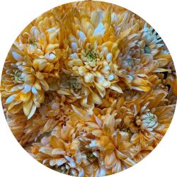 Yerli Biçme Boyalı Turuncu (1 Demet-10 Dal)