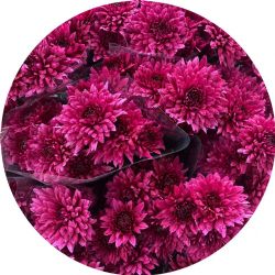 Yerli Biçme Mor (5 Demet-25 Dal)