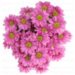 Yerli Biçme Pembe (5 Demet-25 Dal)