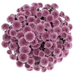 Yerli Biçme Pembe (5 Demet - 25 Dal)