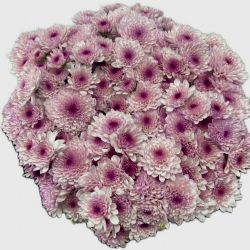 Yerli Biçme Pembe Beyaz (1 Demet-10 Dal)