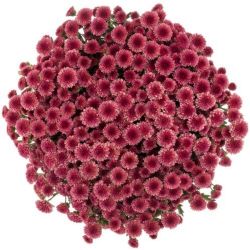 Yerli Biçme Santini Fuşya (5 Demet-25 Dal)