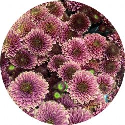 Yerli Biçme Santini Kahve (5 Demet-25 Dal)