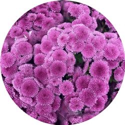 Yerli Biçme Santini Pembe (1 Demet-10Dal)