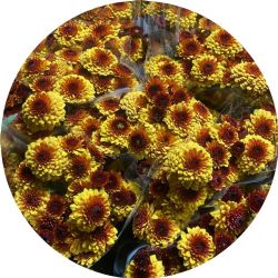 Yerli Biçme Santini Sarı Kırçıllı (25 Dal)