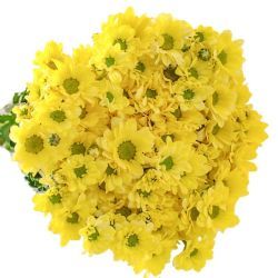 Yerli Biçme Sarı (5 Demet 25 Dal )