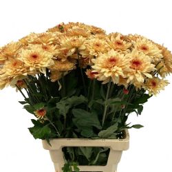 Yerli Biçme Somon (5 Demet-25 Dal)