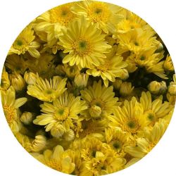 Yerli Biçme Strafor Sarı (5 Demet-25 Dal)