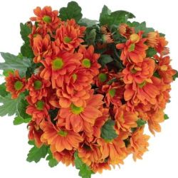 Yerli Biçme Turuncu (5 Demet-25 Dal)