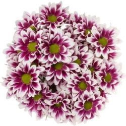 Yerli Biçme Tuton (5 Demet-25 Dal)