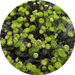 Yerli Biçme Yeşil (5 Demet-25 Dal)