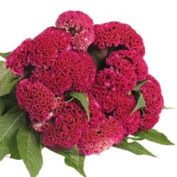 Yerli Celosia Fuşya (5 dal)