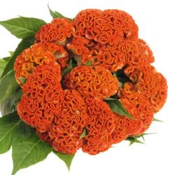 Yerli Celosia Turuncu (5 dal)